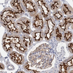 Invitrogen ANKFY1 Polyclonal Antibody 100 &mu;L; Unconjugated:Antibodies,