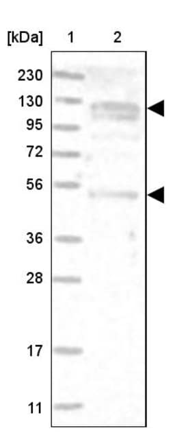 Invitrogen ANKFY1 Polyclonal Antibody 100 &mu;L; Unconjugated:Antibodies,