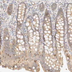 Invitrogen OTOP2 Polyclonal Antibody 100 &mu;L; Unconjugated:Antibodies,