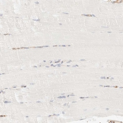 Invitrogen OTOP2 Polyclonal Antibody 100 &mu;L; Unconjugated:Antibodies,