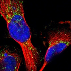Invitrogen MRPL41 Polyclonal Antibody 100 μL; Unconjugated:Antibodies,