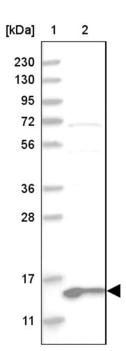 Invitrogen MRPL41 Polyclonal Antibody 100 &mu;L | Buy Online | Invitrogen&trade; | Fisher Scientific