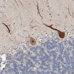 Invitrogen PRRG4 Polyclonal Antibody 100 &mu;L; Unconjugated:Antibodies,