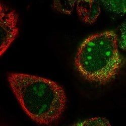Invitrogen PWP2 Polyclonal Antibody 100 &mu;L; Unconjugated:Antibodies,