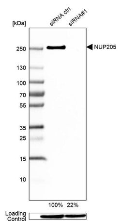 Invitrogen NUP205 Polyclonal Antibody 100 &mu;L; Unconjugated:Antibodies,