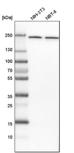Invitrogen NUP205 Polyclonal Antibody 100 &mu;L; Unconjugated:Antibodies,