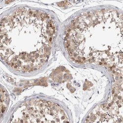 Invitrogen ZNF341 Polyclonal Antibody 100 &mu;L; Unconjugated:Antibodies,