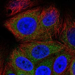 Invitrogen GREB1 Polyclonal Antibody 100 &mu;L; Unconjugated:Antibodies,