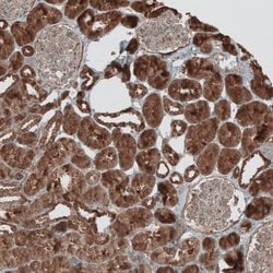 Invitrogen GREB1 Polyclonal Antibody 100 &mu;L; Unconjugated:Antibodies,