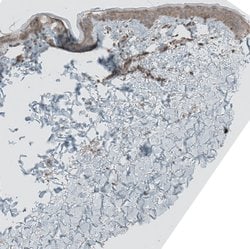 Invitrogen GREB1 Polyclonal Antibody 100 &mu;L; Unconjugated:Antibodies,