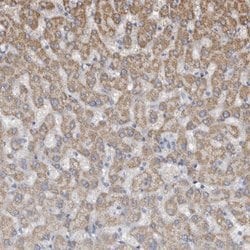 Invitrogen GREB1 Polyclonal Antibody 100 &mu;L; Unconjugated:Antibodies,