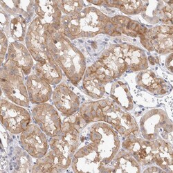 Invitrogen NEDD4L Polyclonal Antibody 100 &mu;L; Unconjugated:Antibodies,