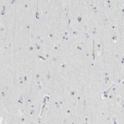 Invitrogen BXDC5 Polyclonal Antibody 100 &mu;L; Unconjugated:Antibodies,