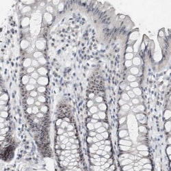 Invitrogen BXDC5 Polyclonal Antibody 100 &mu;L; Unconjugated:Antibodies,