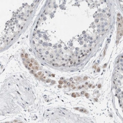 Invitrogen BXDC5 Polyclonal Antibody 100 &mu;L; Unconjugated:Antibodies,