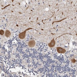 Invitrogen ARHGEF10 Polyclonal Antibody 100 &mu;L | Buy Online | Invitrogen&trade; | Fisher Scientific
