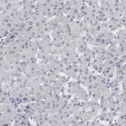 Invitrogen ARHGEF10 Polyclonal Antibody 100 &mu;L | Buy Online | Invitrogen&trade; | Fisher Scientific