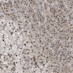 Invitrogen ZNF295 Polyclonal Antibody 100 &mu;L; Unconjugated:Antibodies,