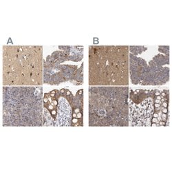 Invitrogen BZRAP1 Polyclonal Antibody 100 &mu;L; Unconjugated:Antibodies,