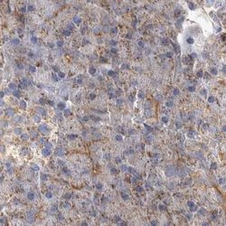 Invitrogen BZRAP1 Polyclonal Antibody 100 &mu;L; Unconjugated:Antibodies,