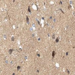 Invitrogen BZRAP1 Polyclonal Antibody 100 &mu;L; Unconjugated:Antibodies,