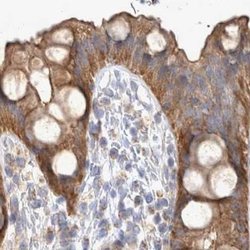 Invitrogen BZRAP1 Polyclonal Antibody 100 &mu;L; Unconjugated:Antibodies,