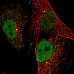 Invitrogen GINS4 Polyclonal Antibody 100 &mu;L; Unconjugated:Antibodies,