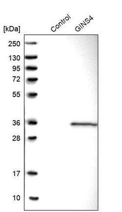 Invitrogen GINS4 Polyclonal Antibody 100 &mu;L; Unconjugated:Antibodies,