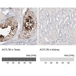 Invitrogen Actin-like 7B Polyclonal Antibody 100 &mu;L; Unconjugated:Antibodies,