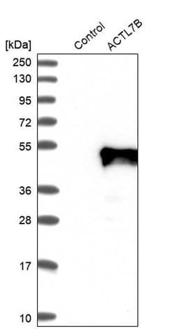Invitrogen Actin-like 7B Polyclonal Antibody 100 &mu;L; Unconjugated:Antibodies,