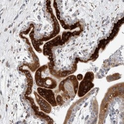 KIAA1456 Polyclonal Antibody:Antibodies, Polyclonal