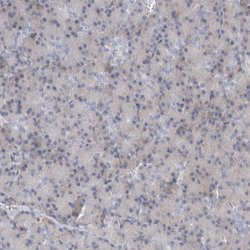 KIAA1456 Polyclonal Antibody:Antibodies, Polyclonal
