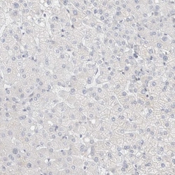 Invitrogen ID3 Polyclonal Antibody 100 &mu;L; Unconjugated:Antibodies,