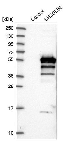 Invitrogen SH3GLB2 Polyclonal Antibody 100 &mu;L; Unconjugated:Antibodies,