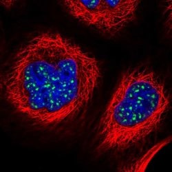Invitrogen ZNF695 Polyclonal Antibody 100 &mu;L; Unconjugated:Antibodies,