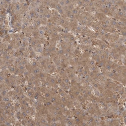 Invitrogen MICU3 Polyclonal Antibody 100 &mu;L; Unconjugated:Antibodies,