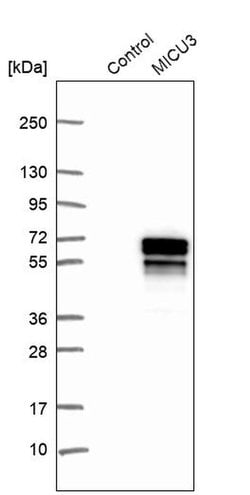 Invitrogen MICU3 Polyclonal Antibody 100 &mu;L; Unconjugated:Antibodies,