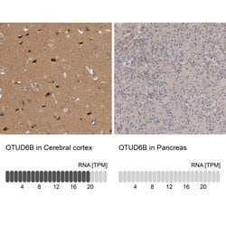 Invitrogen OTUD6B Polyclonal Antibody 100 &mu;L; Unconjugated:Antibodies,