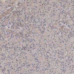 Invitrogen OTUD6B Polyclonal Antibody 100 &mu;L; Unconjugated:Antibodies,