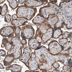 Invitrogen DPY19L4 Polyclonal Antibody 100 &mu;L; Unconjugated:Antibodies,