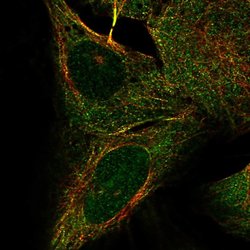 Invitrogen KIF2B Polyclonal Antibody 100 &mu;L; Unconjugated:Antibodies,