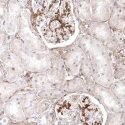 Invitrogen LONRF1 Polyclonal Antibody 100 &mu;L; Unconjugated:Antibodies,