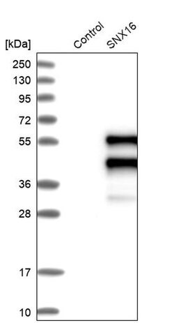 Invitrogen SNX16 Polyclonal Antibody 100 &mu;L; Unconjugated:Antibodies,