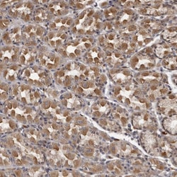 Invitrogen&trade;&nbsp;PLEKHF2 Polyclonal Antibody