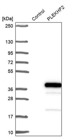 Invitrogen PLEKHF2 Polyclonal Antibody 100 &mu;L | Buy Online | Invitrogen&trade; | Fisher Scientific