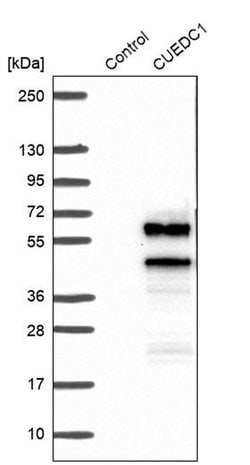 Invitrogen CUEDC1 Polyclonal Antibody 100 &mu;L | Buy Online | Invitrogen&trade; | Fisher Scientific