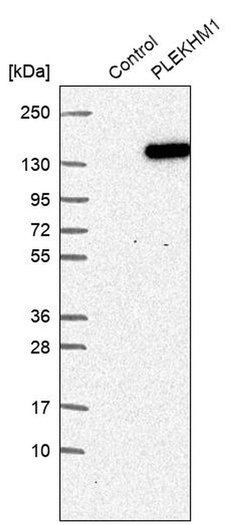 Invitrogen PLEKHM1 Polyclonal Antibody 100 &mu;L; Unconjugated:Antibodies,