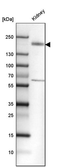 Invitrogen KIF13B Polyclonal Antibody 100 &mu;L; Unconjugated:Antibodies,