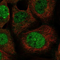 Invitrogen LETM2 Polyclonal Antibody 100 &mu;L; Unconjugated:Antibodies,