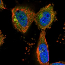Invitrogen KLHL20 Polyclonal Antibody 100 &mu;L; Unconjugated:Antibodies,